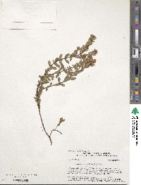 Hypericum crux-andreae image