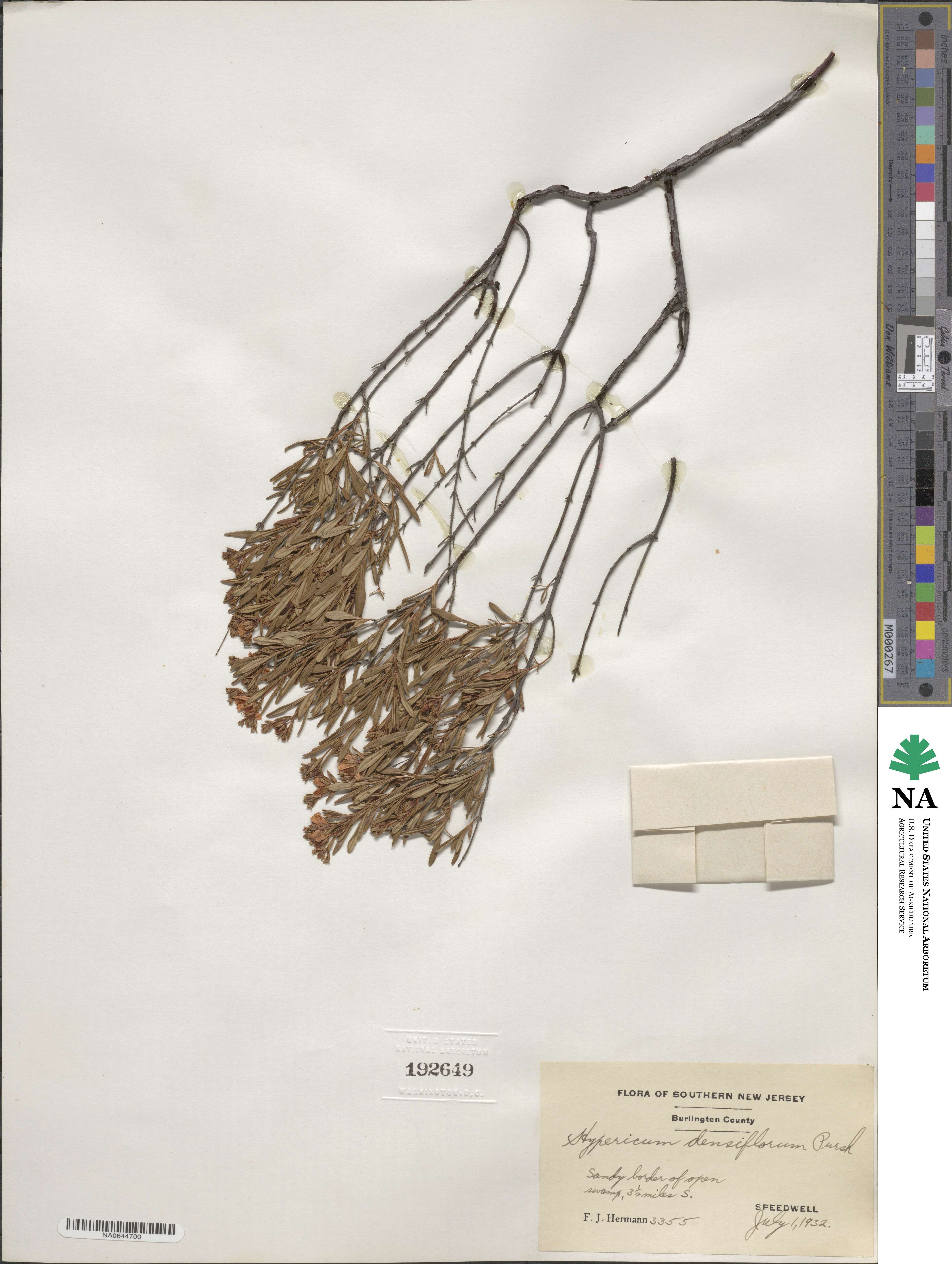 Hypericum densiflorum image