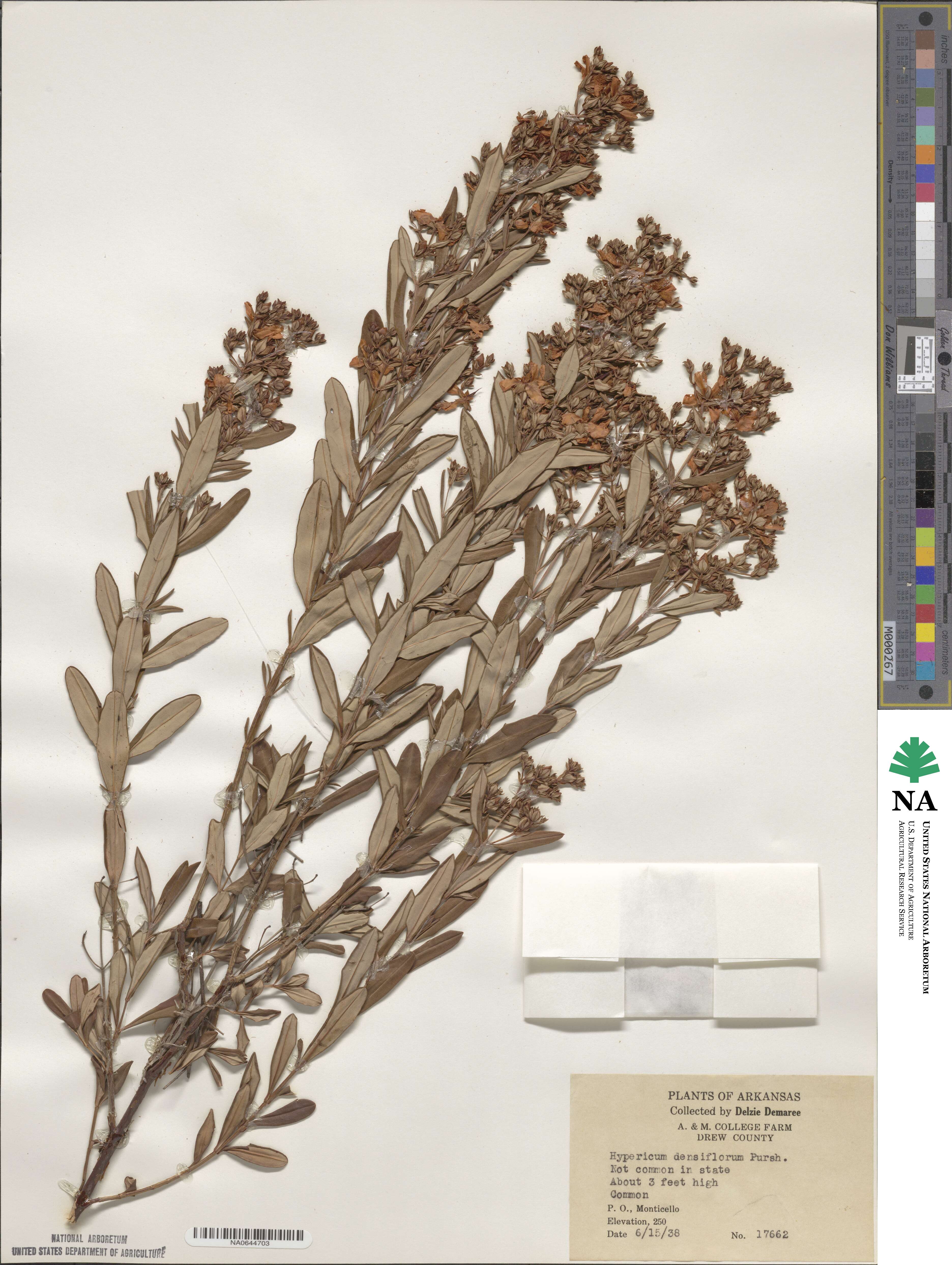 Hypericum densiflorum image