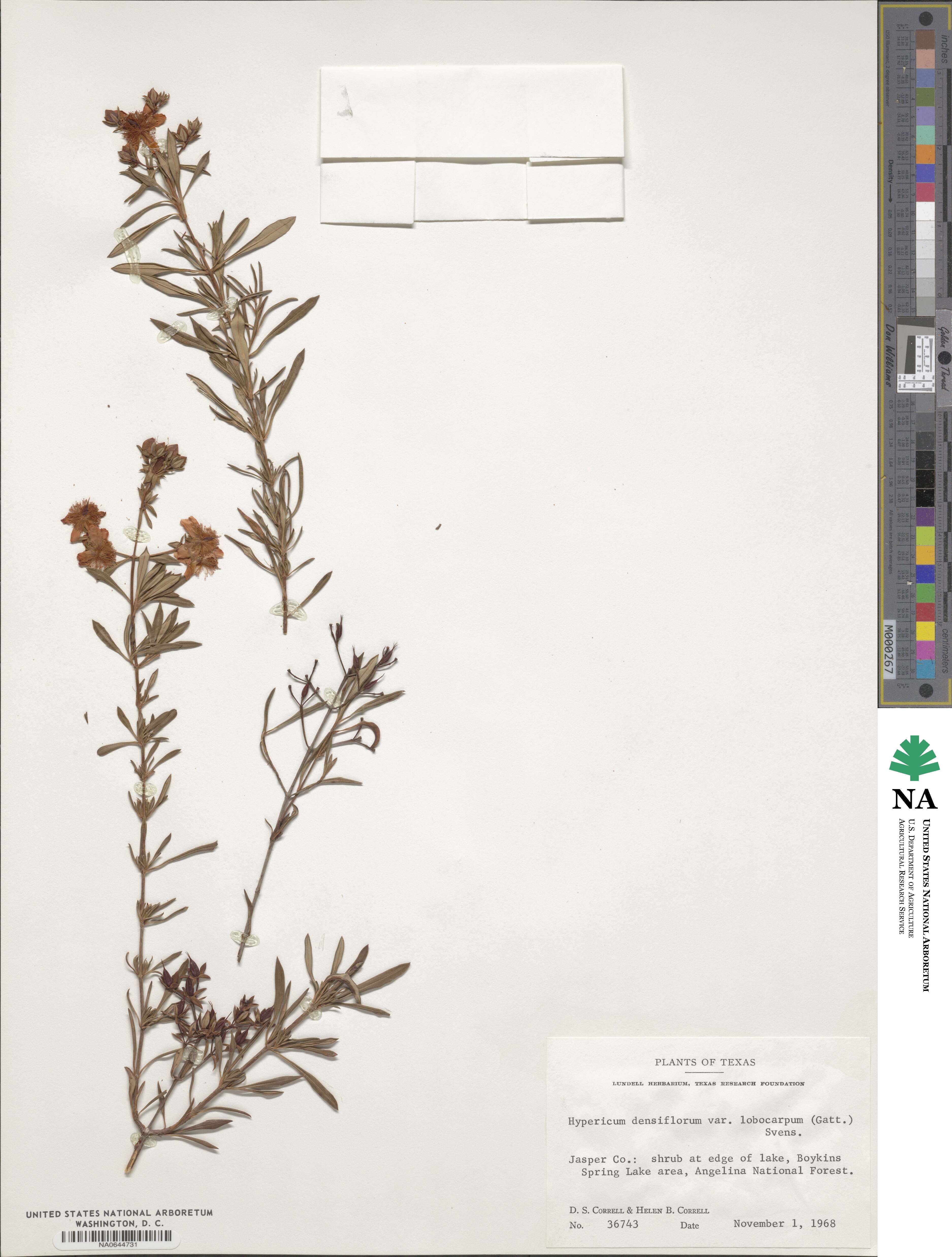 Hypericum lobocarpum image