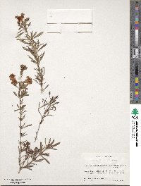 Hypericum lobocarpum image