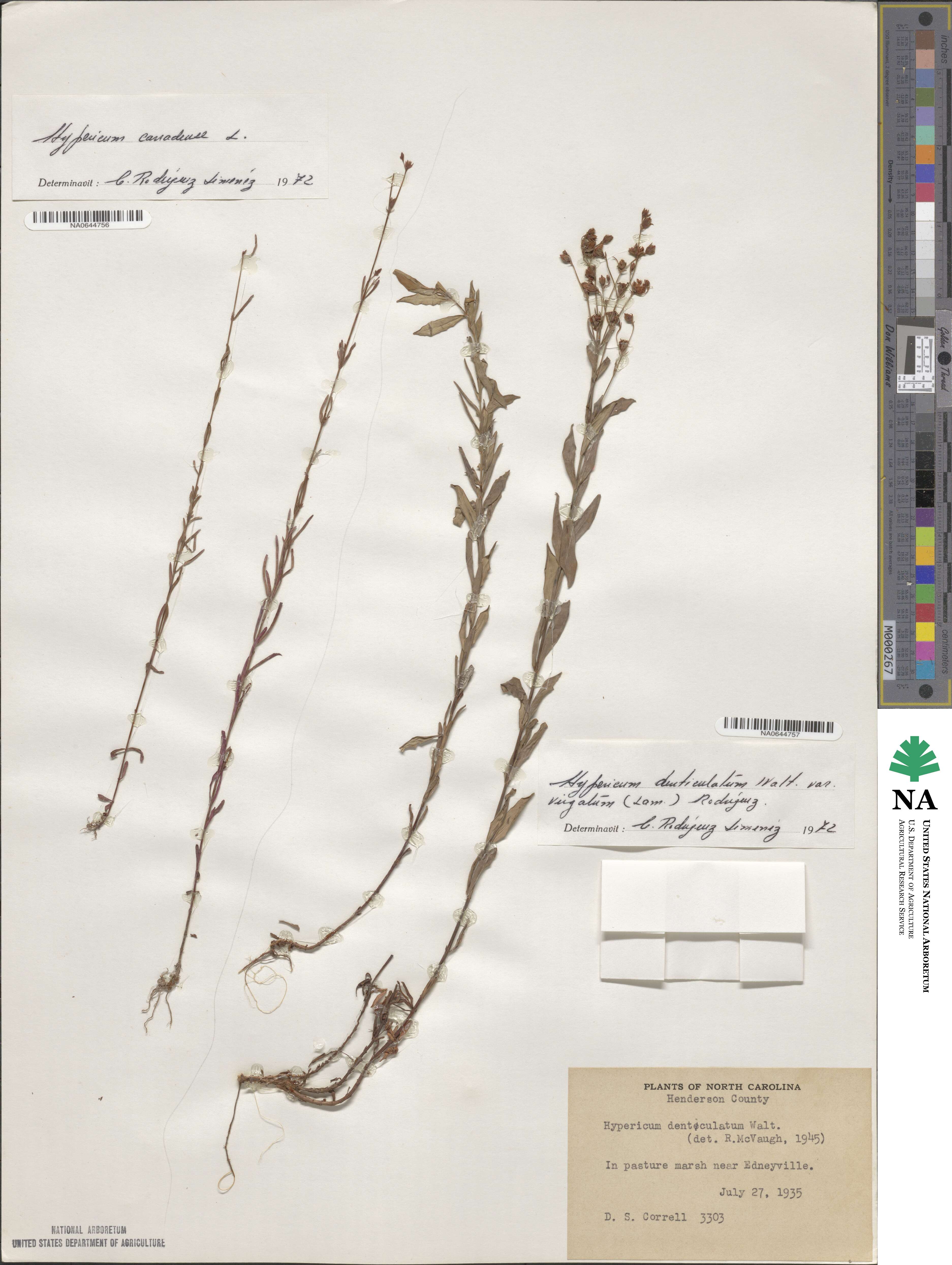 Hypericum virgatum image