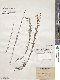 Hypericum virgatum image