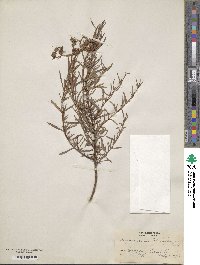 Hypericum dolabriforme image