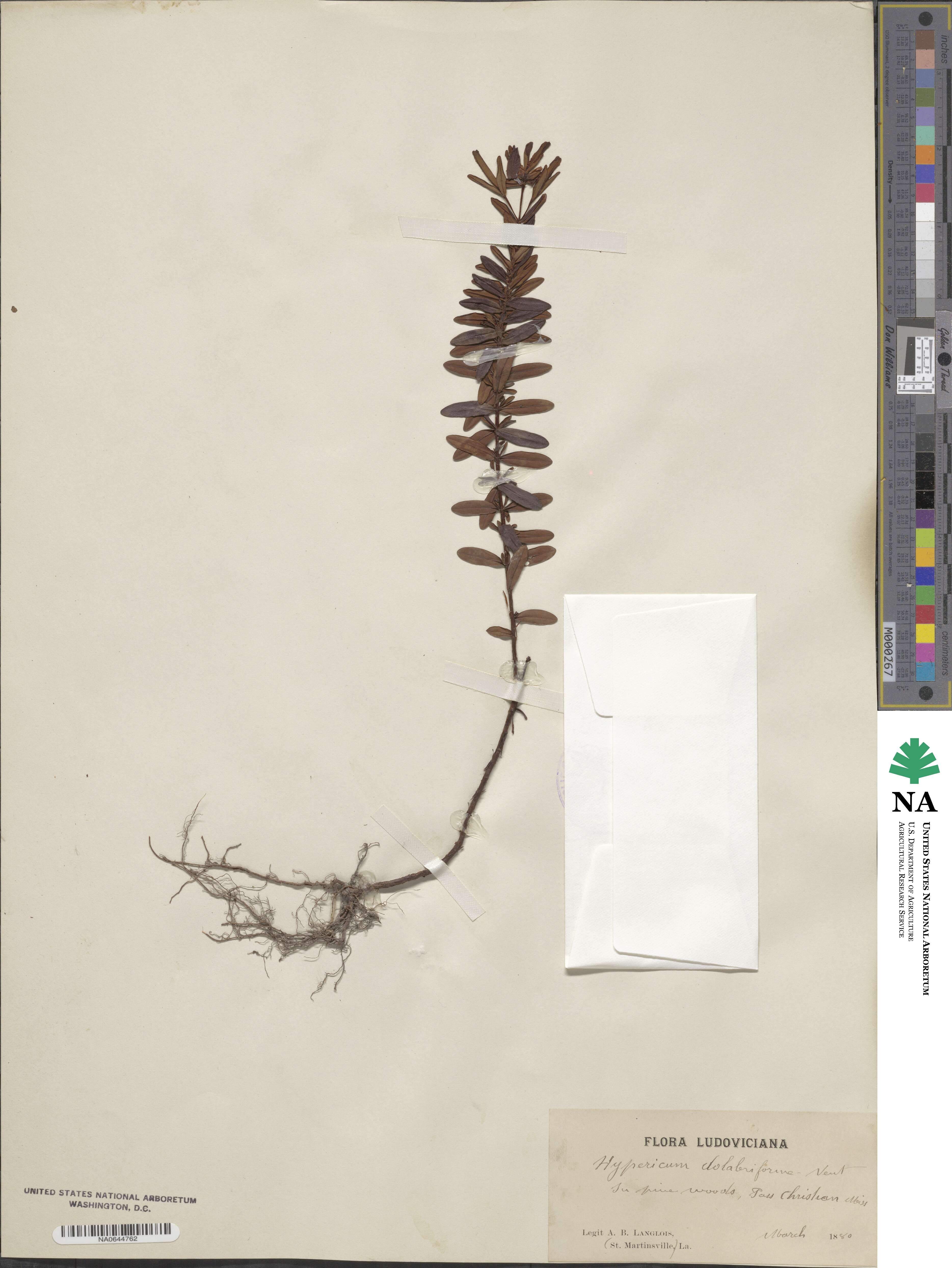 Hypericum dolabriforme image