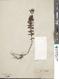 Hypericum dolabriforme image