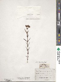 Hypericum dolabriforme image