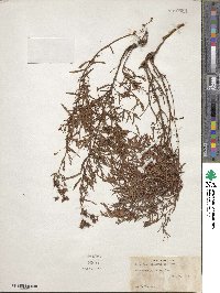 Hypericum dolabriforme image