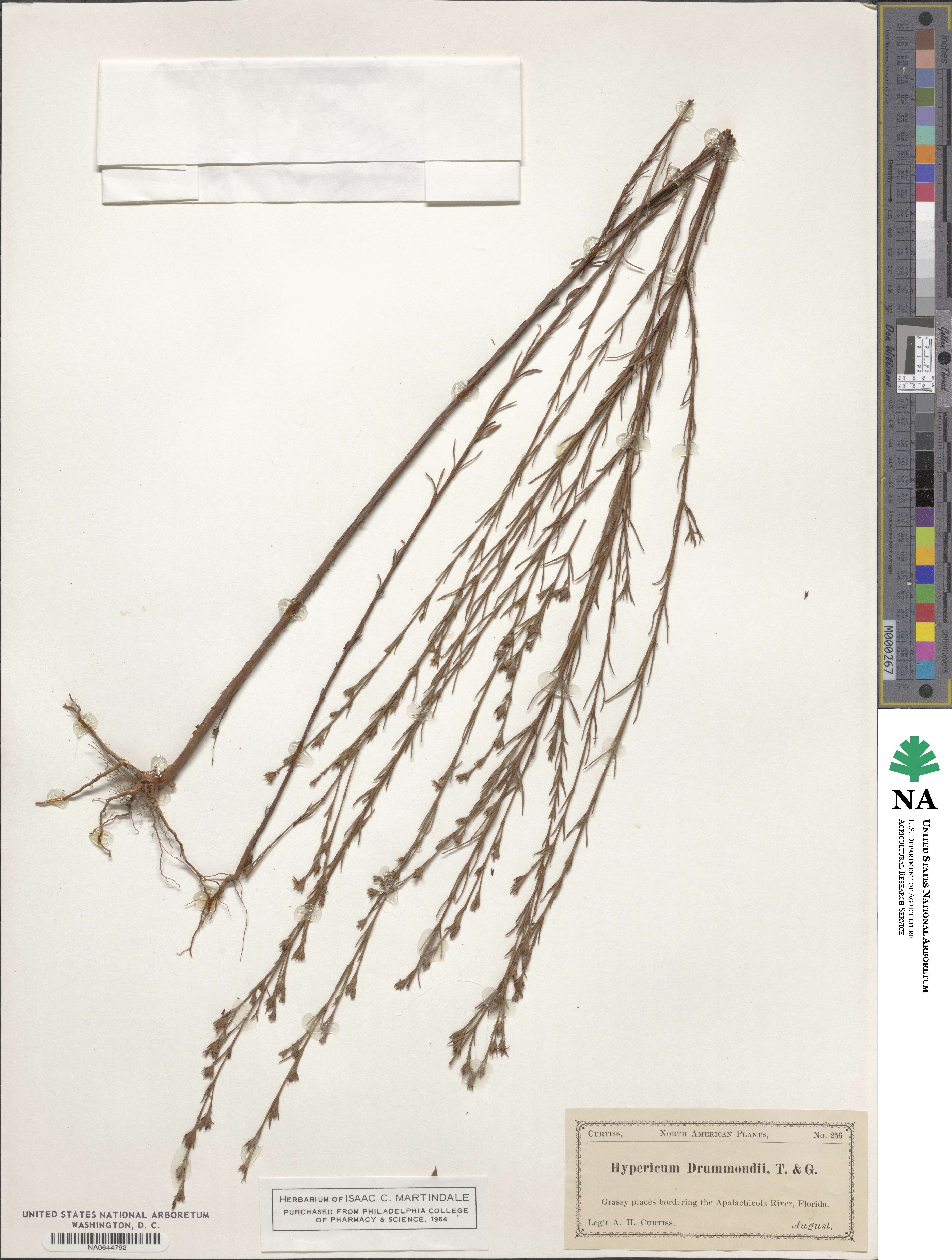 Hypericum drummondii image
