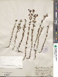 Hypericum ellipticum image