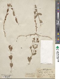 Hypericum ellipticum image