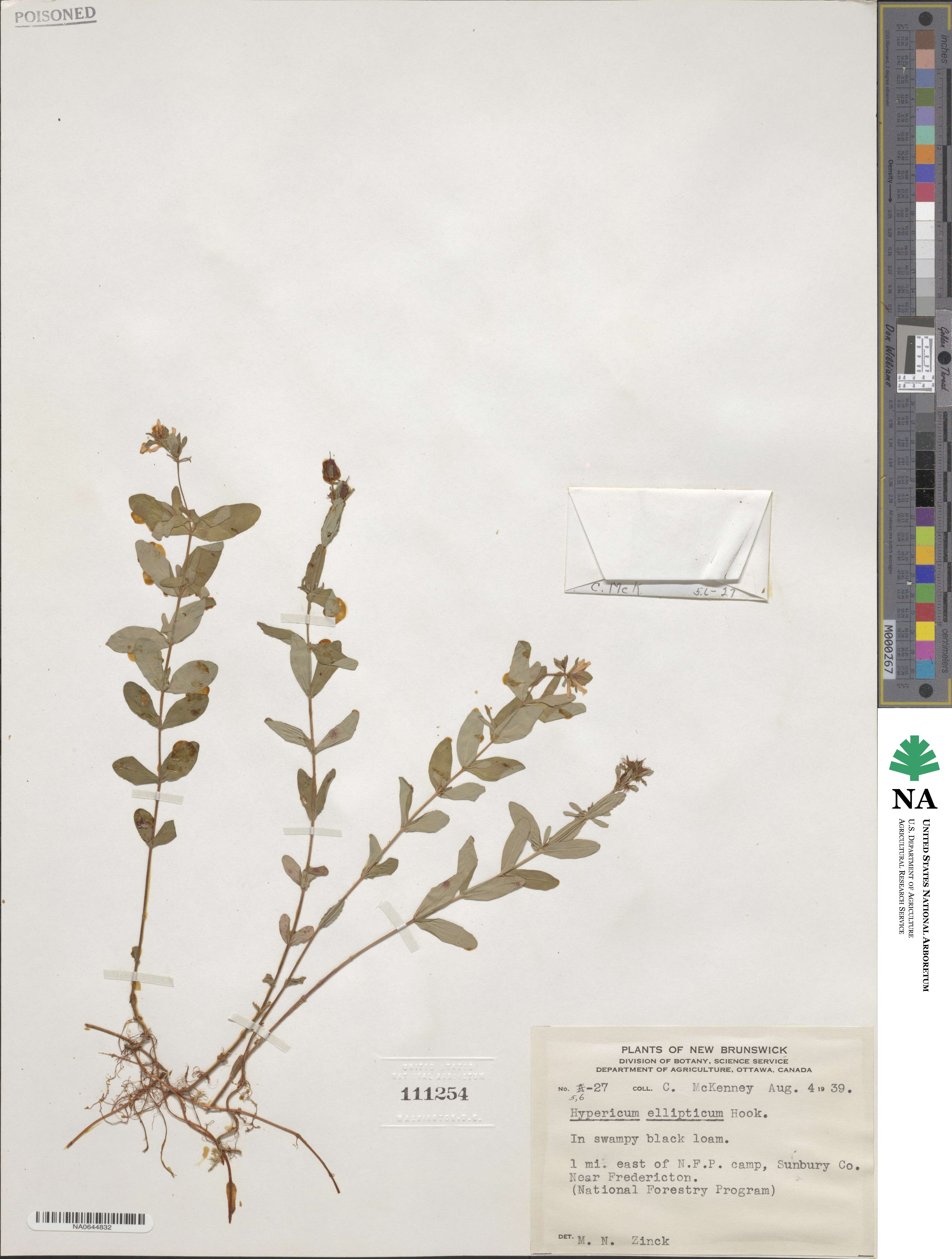 Hypericum ellipticum image