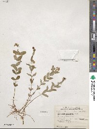 Hypericum ellipticum image