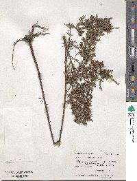 Hypericum nitidum subsp. exile image