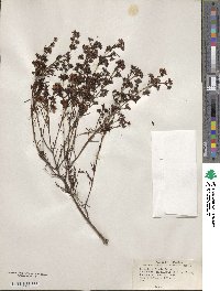 Hypericum fasciculatum image