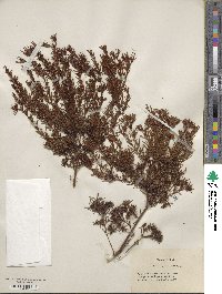 Hypericum fasciculatum image