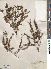 Hypericum fasciculatum image