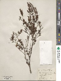 Hypericum fasciculatum image