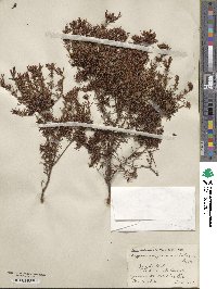 Hypericum fasciculatum image