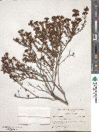 Hypericum fasciculatum image