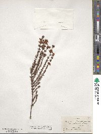 Hypericum fasciculatum image