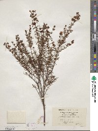 Hypericum fasciculatum image
