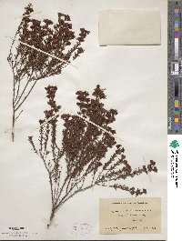 Hypericum fasciculatum image