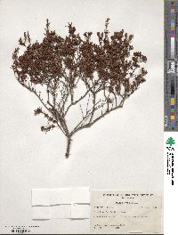 Hypericum fasciculatum image