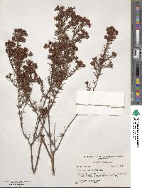 Hypericum fasciculatum image