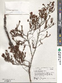 Hypericum fasciculatum image