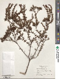Hypericum fasciculatum image