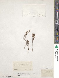 Hypericum fasciculatum image
