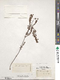 Hypericum fasciculatum image