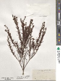 Hypericum fasciculatum image