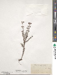 Hypericum fasciculatum image