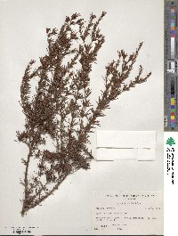Hypericum fasciculatum image