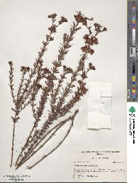 Hypericum fasciculatum image