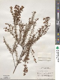 Hypericum fasciculatum image