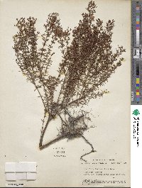 Hypericum fasciculatum image