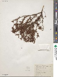 Hypericum fasciculatum image