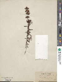 Hypericum galioides image