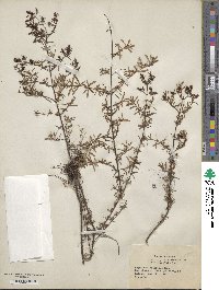 Hypericum galioides image