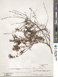 Hypericum galioides image