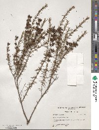 Hypericum galioides image