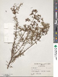 Hypericum galioides image