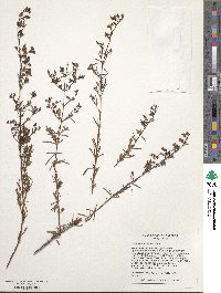 Hypericum galioides image