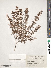Hypericum galioides image