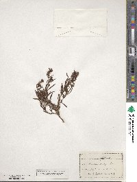 Hypericum galioides image