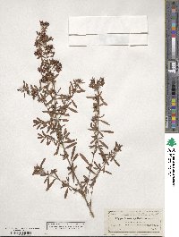 Hypericum galioides image