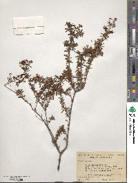 Hypericum galioides image